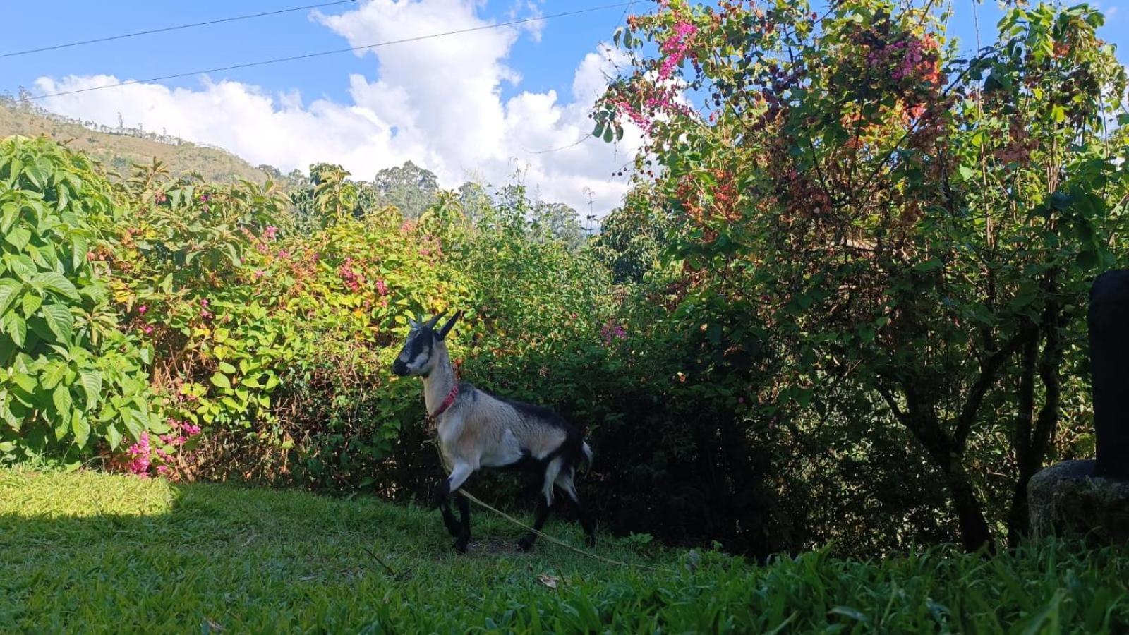 Skale Peregrino Affittacamere Choachí Esterno foto